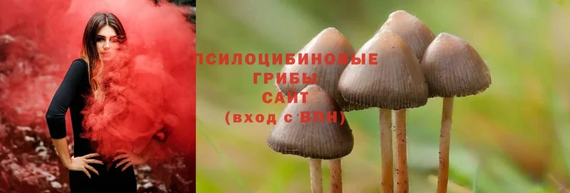 Галлюциногенные грибы Psilocybine cubensis  Учалы 